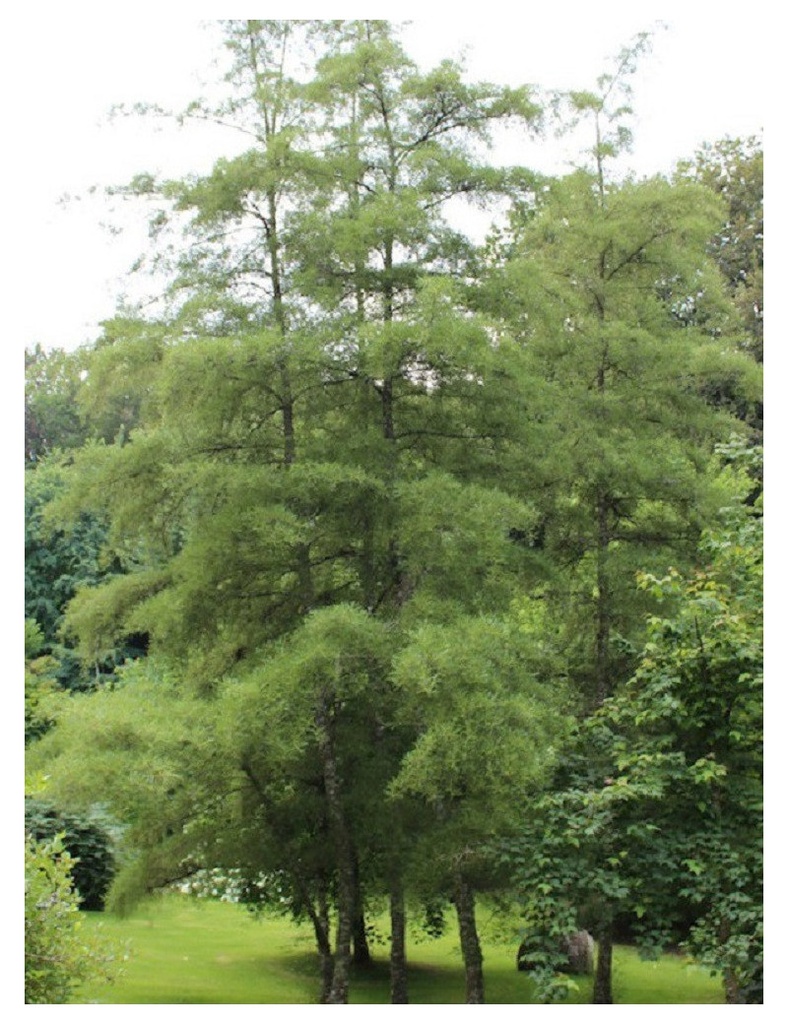 ALNUS GLUTINOSA IMPERIALIS CEPEE