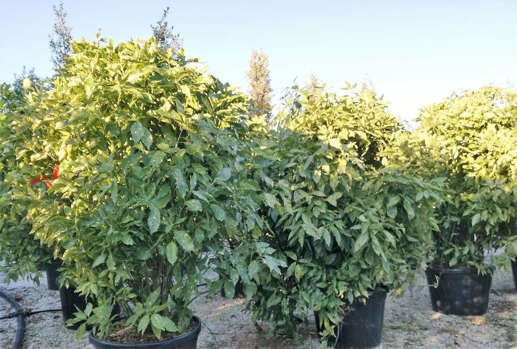 AUCUBA JAPONICA CROTONEIFOLIA