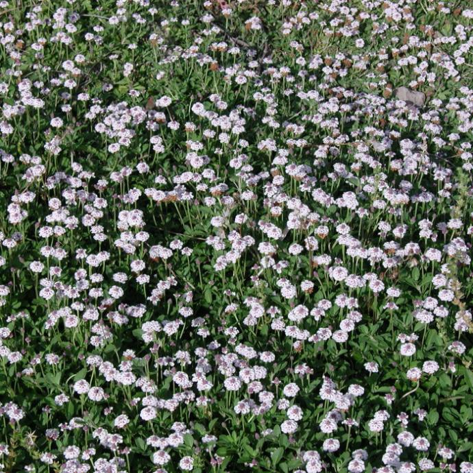LIPPIA (PHYLA) NODIFLORA GDT