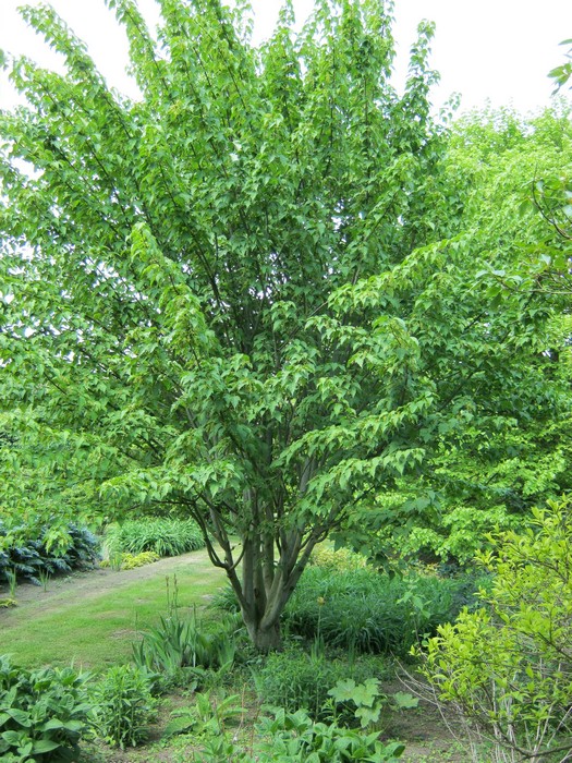 [0143] ACER DAVIDII - TIGE (Caduc, 3 à 5 m)