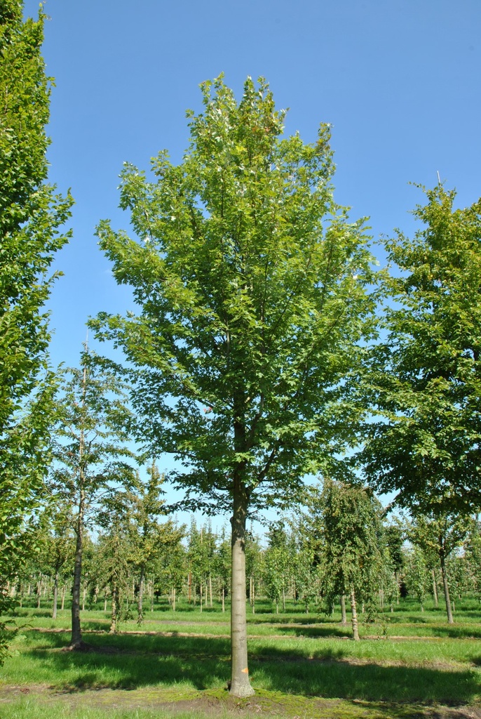 ACER FREEMANII - TIGE