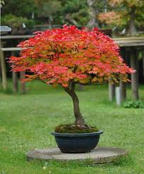 [0199] ACER JAPONICUM ACONITIFOLIUM (Caduc, 5 à 10 m)