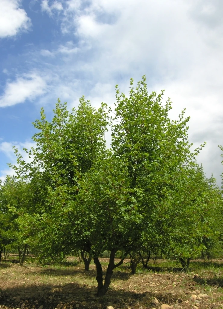 ACER MONSPESSULANUM - TIGE