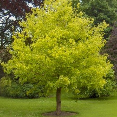 [0235] ACER NEGUNDO KELLY'S GOLD (Caduc, 10 à 20 m)