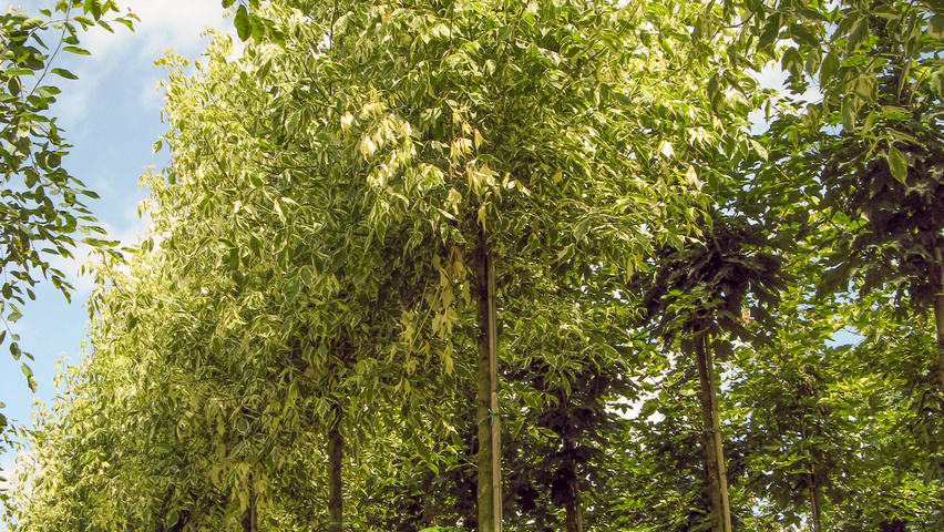 [0242] ACER NEGUNDO VARIEGATUM (ARGENTEOV.) - TIGE (Caduc, 10 à 20 m)
