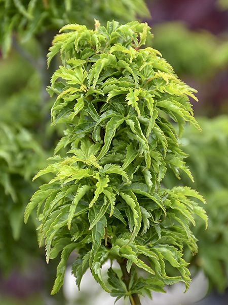 ACER PALM.SHISHIGASHIRA (CRISPIFOLIUM)