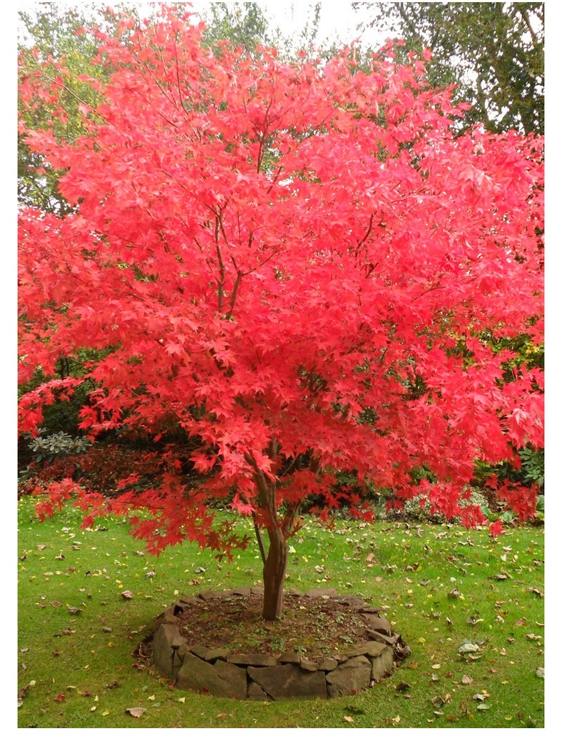 [0249] ACER PALMATUM (Caduc, 3 à 5 m)