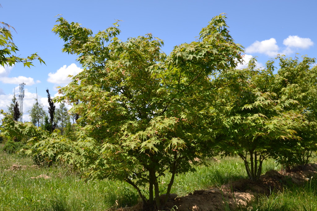 ACER PALMATUM - CÉPEE