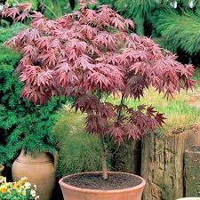 [0251] ACER PALMATUM - DEMI TIGE (Caduc, 3 à 5 m)