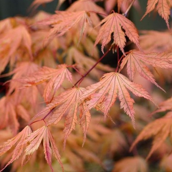 [0252] ACER PALMATUM ARIADNE (Caduc, 200/250)