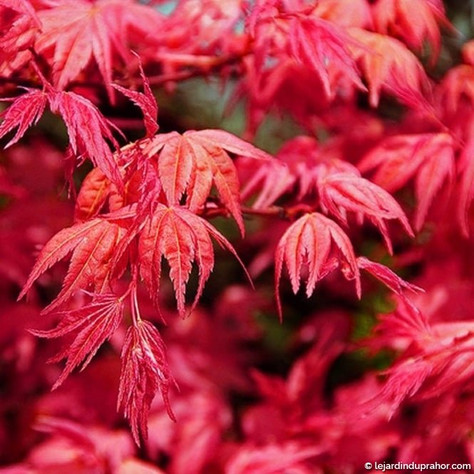 [0284] ACER PALMATUM BENI MAIKO (Caduc, 200/250)