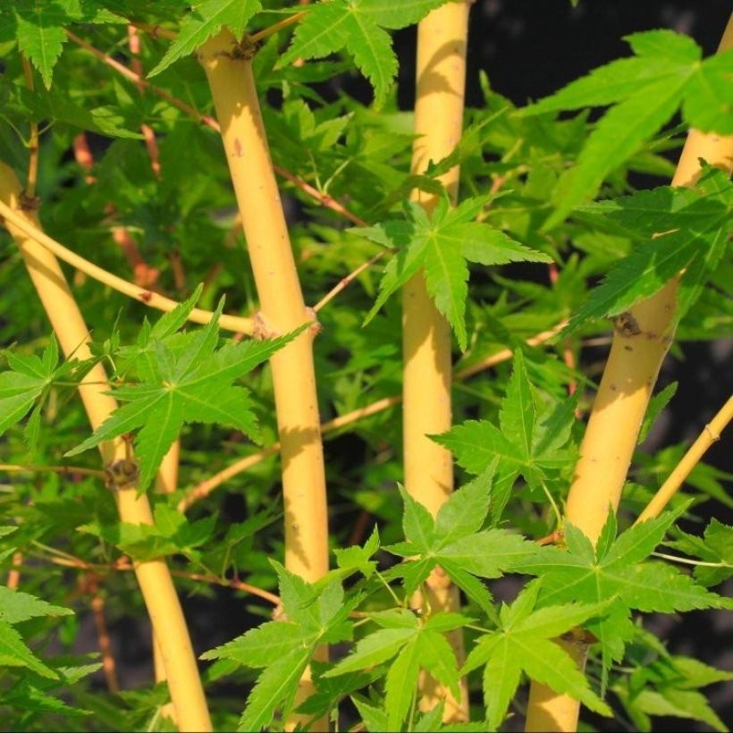 ACER PALMATUM BI HOO