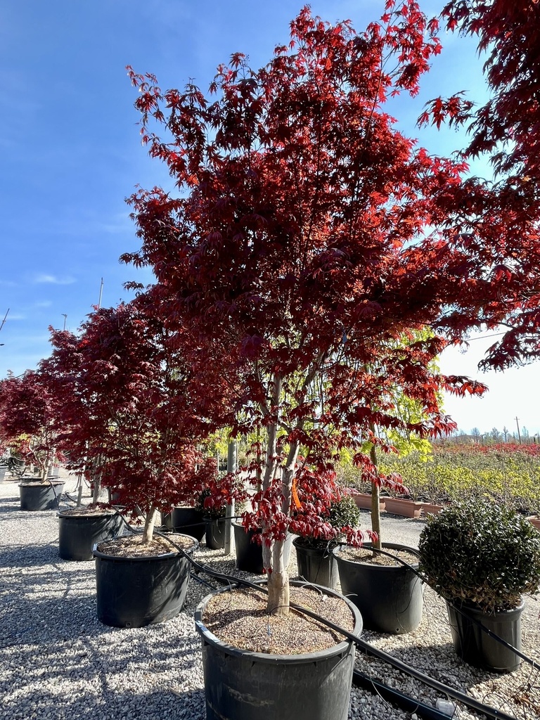 [0292] ACER PALMATUM BLOODGOOD (Caduc, 3 à 5 m)