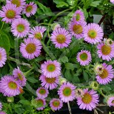 ERIGERON GLAUCUS MAUVE