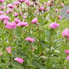 [4568] ERIGERON ROSA JUWEL ROSE (Caduc, 20/50)