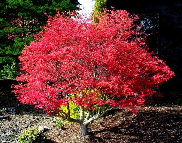 [0335] ACER PALMATUM CORALLINUM (Caduc, 200/250)