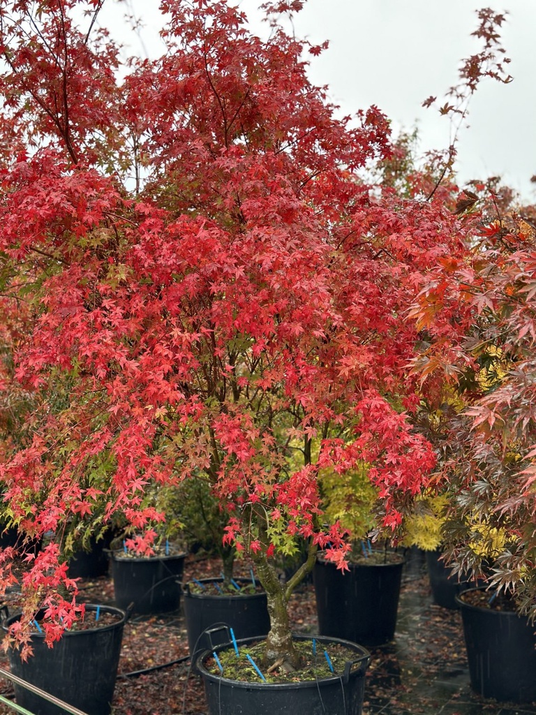 [0339] ACER PALMATUM DESHOJO (Caduc, 200/250)