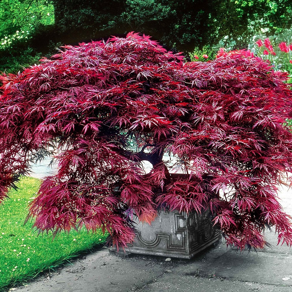 ACER PALMATUM DISSECTUM