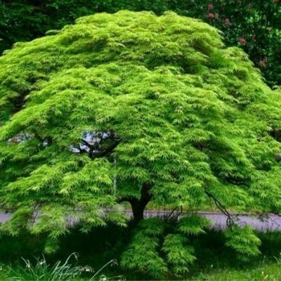 ACER PALMATUM DISSECTUM EMERALD LACE