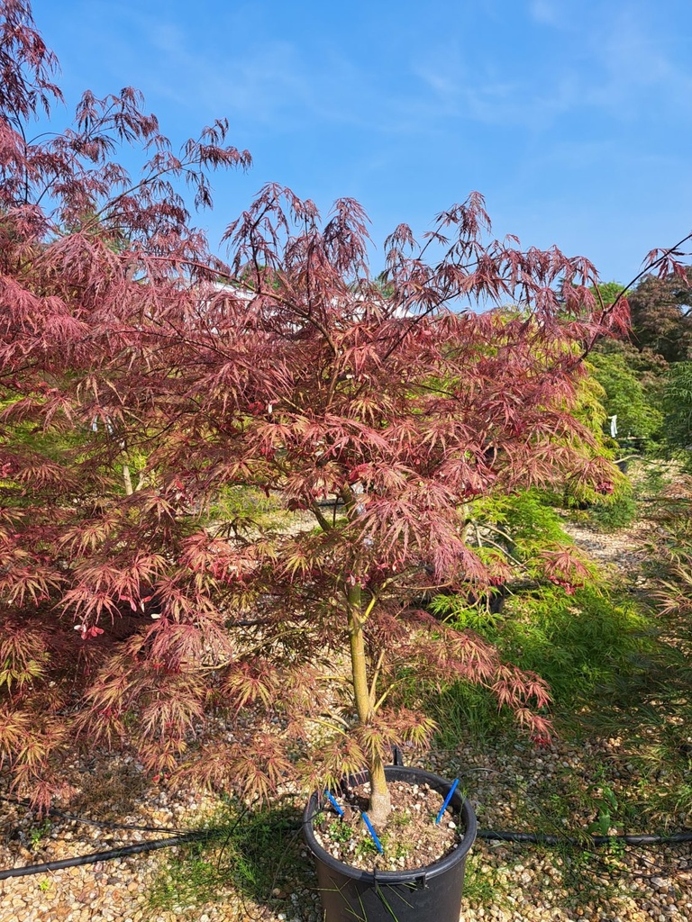 [0356] ACER PALMATUM DISSECTUM FIRECRACKER - DEMI TIGE (Caduc, 150/200)