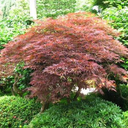 [0344] ACER PALMATUM DISSECTUM  GRANET - QUART TIGE (Caduc, 200/250)