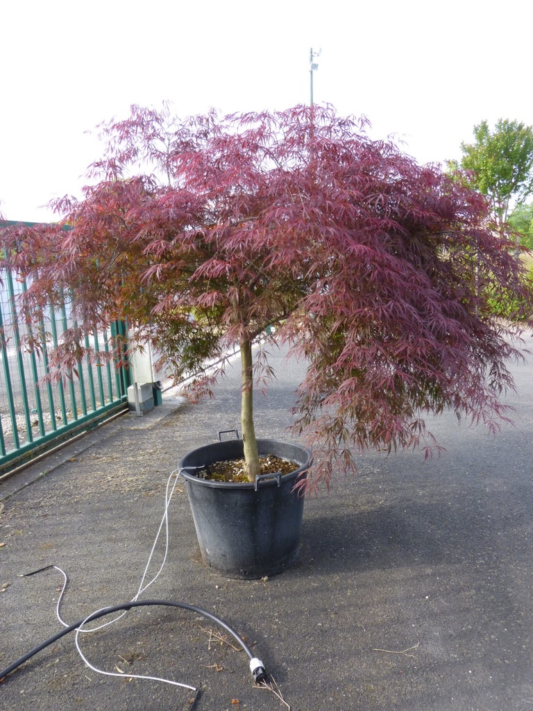 [0396] ACER PALMATUM DISSECTUM INABA SHIDARE - DEMI TIGE (Caduc, 200/250)