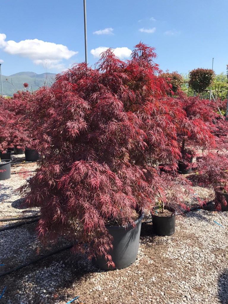 ACER PALMATUM DISSECTUM INABA SHIDARE - FONTAINE