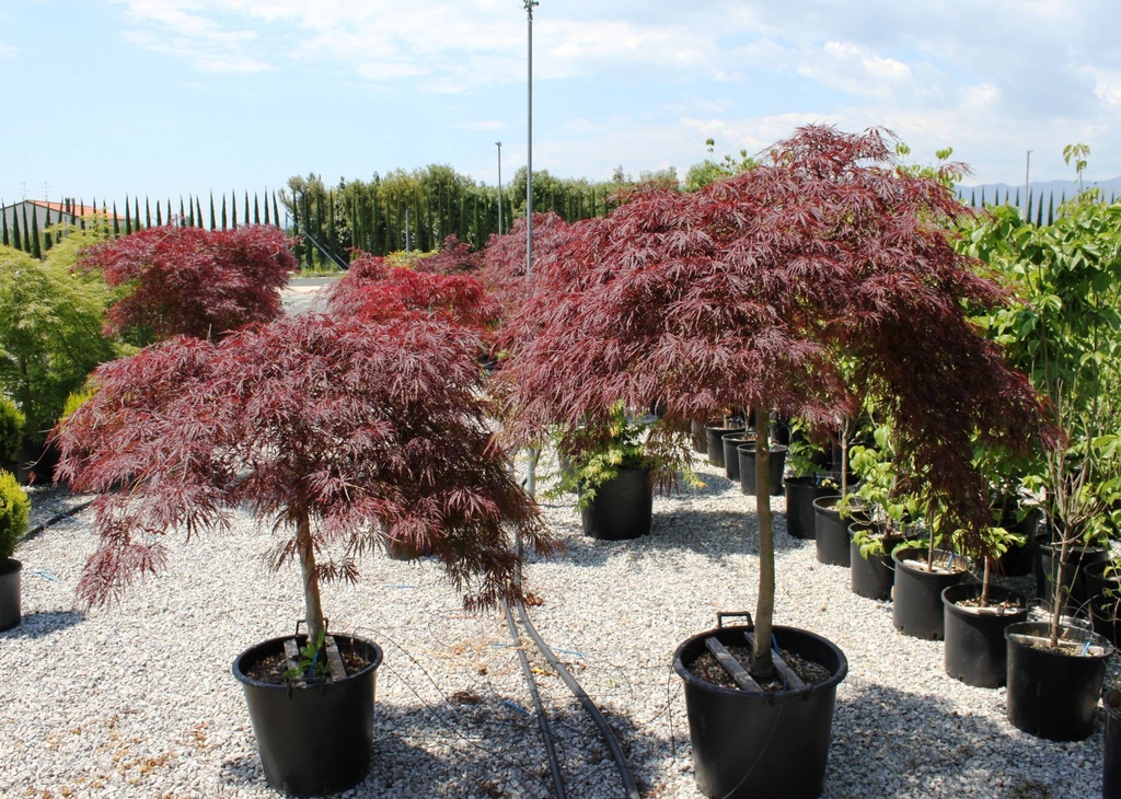 ACER PALMATUM DISSECTUM STELLA ROSSA - QUART TIGE