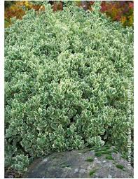 EUONYMUS JAPONICUS
