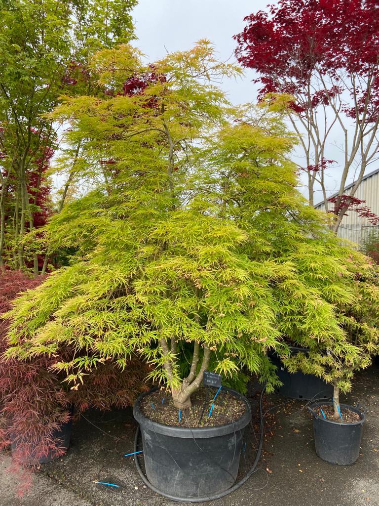 ACER PALMATUM DISSECTUM VIRIDIS - QUART TIGE