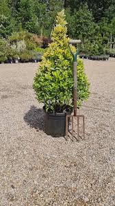 EUONYMUS JAPONICUS - CONE