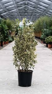 [4783] EUONYMUS JAPONICUS - QUART TIGE (Persistant, 150/200)