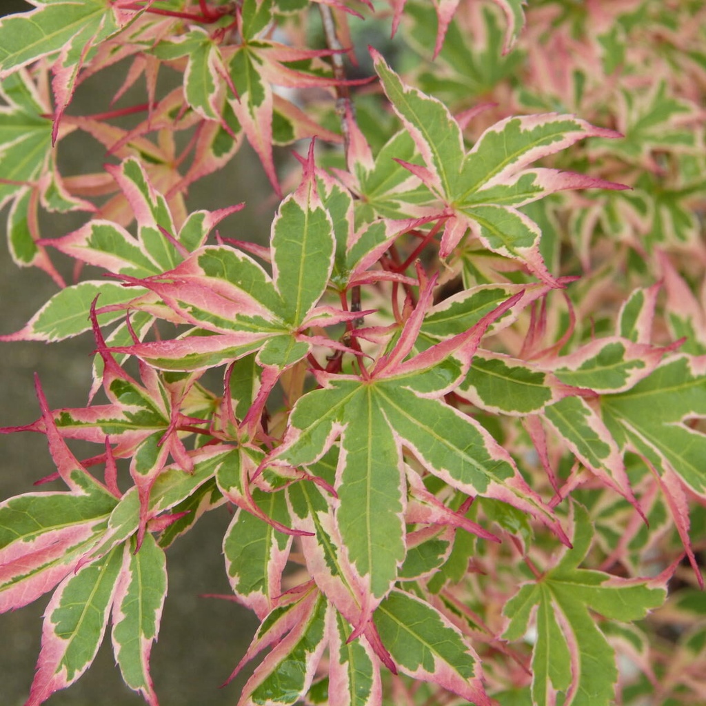 ACER PALMATUM KAGIRI NISHIKI