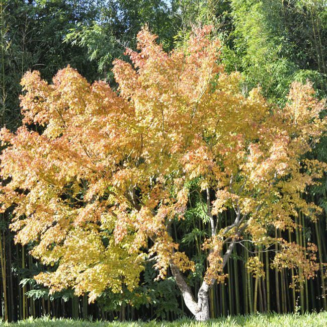 [0478] ACER PALMATUM KATSURA (Caduc, 3 à 5 m)