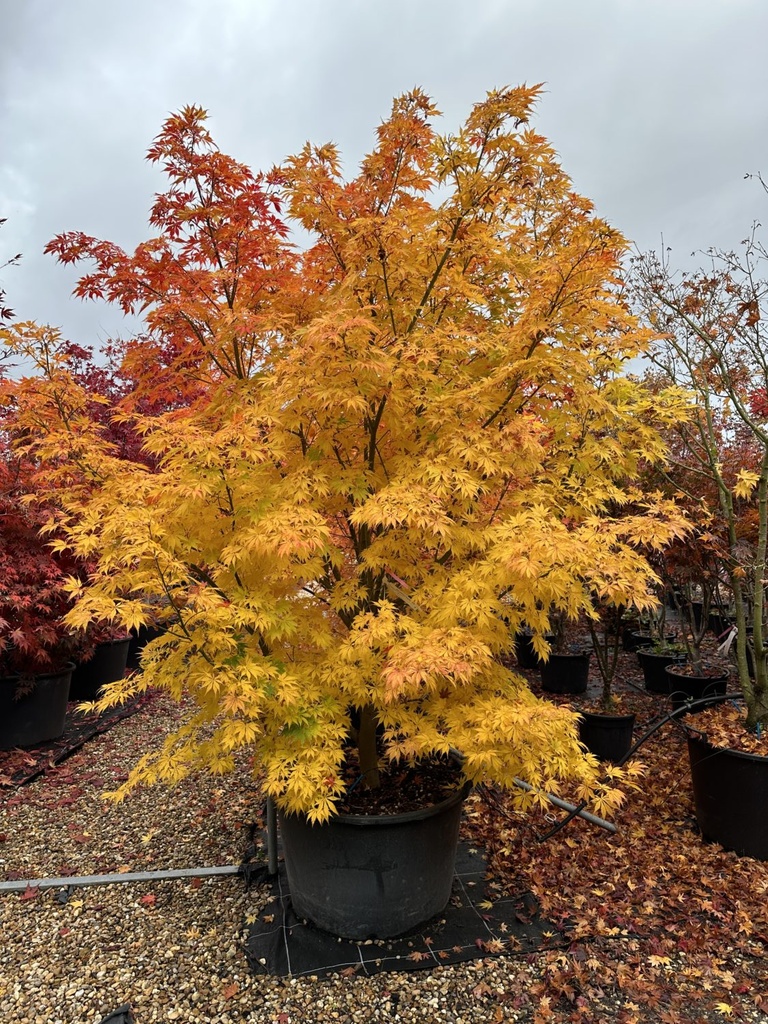 ACER PALMATUM KOGANE NISHIKI
