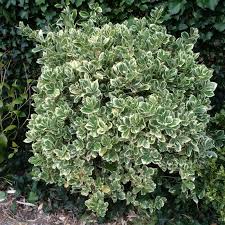 [4795] EUONYMUS JAPONICUS BRAVO (Persistant, 150/200)