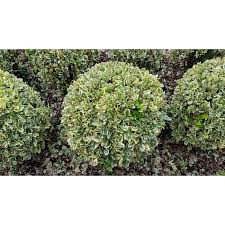 EUONYMUS JAPONICUS BRAVO - BOULE