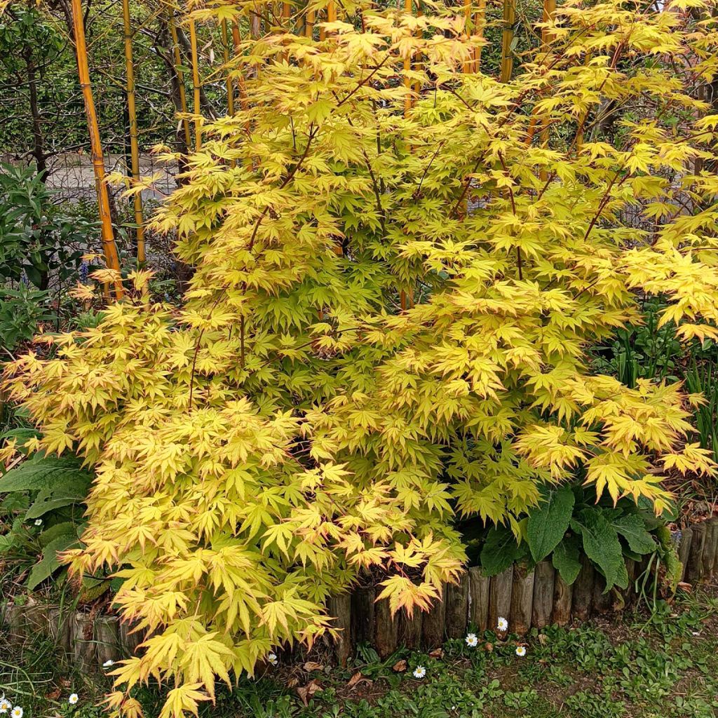 [0500] ACER PALMATUM ORANGE DREAM (Caduc, 200/250)
