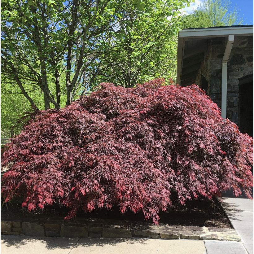 ACER PALMATUM PEVE DAVE