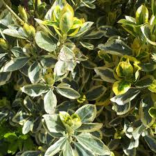 [4799] EUONYMUS JAPONICUS BRAVO - PALISSÉE (Persistant, 150/200)