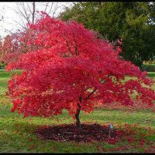 ACER PALMATUM RED FLASH