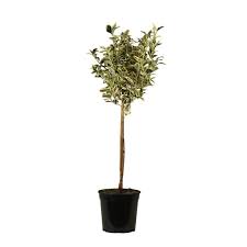 [4800] EUONYMUS JAPONICUS BRAVO - QUART TIGE (Persistant, 150/200)