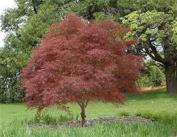 [0530] ACER PALMATUM RED PYGMY - DEMI TIGE (Caduc, 200/250)