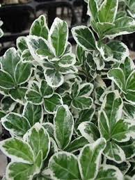 [4864] EUONYMUS JAPONICUS KATHY (Persistant, 150/200)