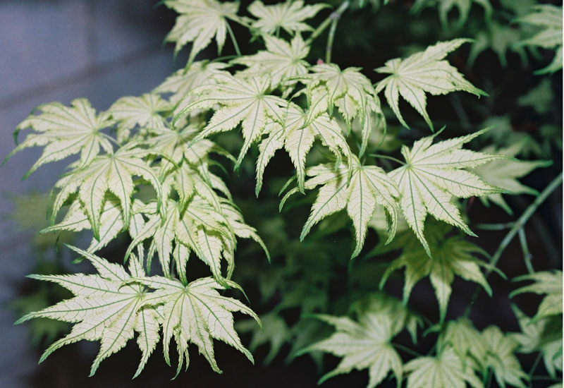 ACER PALMATUM RETICULATUM - QUART TIGE