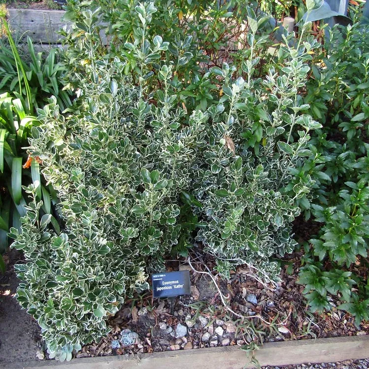 EUONYMUS JAPONICUS KATHY - CONE