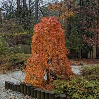 ACER PALMATUM RYUSEN - QUART TIGE