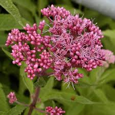 [4881] EUPATORIUM PURPUREUM CARMIN (Caduc, 150/200)
