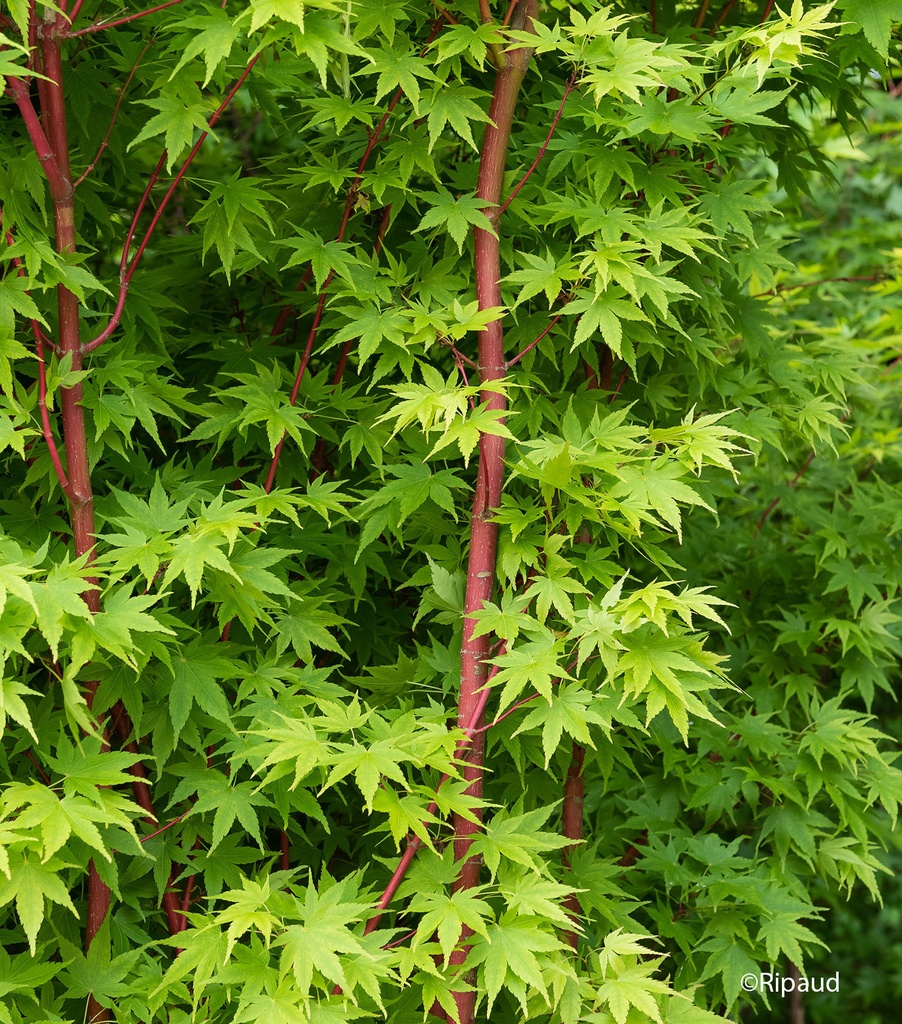 [0546] ACER PALMATUM SANGOKAKU (SENKAKI) (Caduc, 3 à 5 m)
