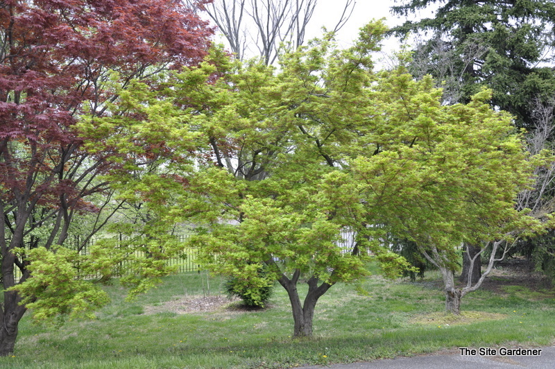 [0554] ACER PALMATUM SANGUINEUM (Caduc, 3 à 5 m)